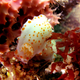 Illustration for article titled Striking Photographs Of Sea Slugs Expose The Alien World Under the Sea